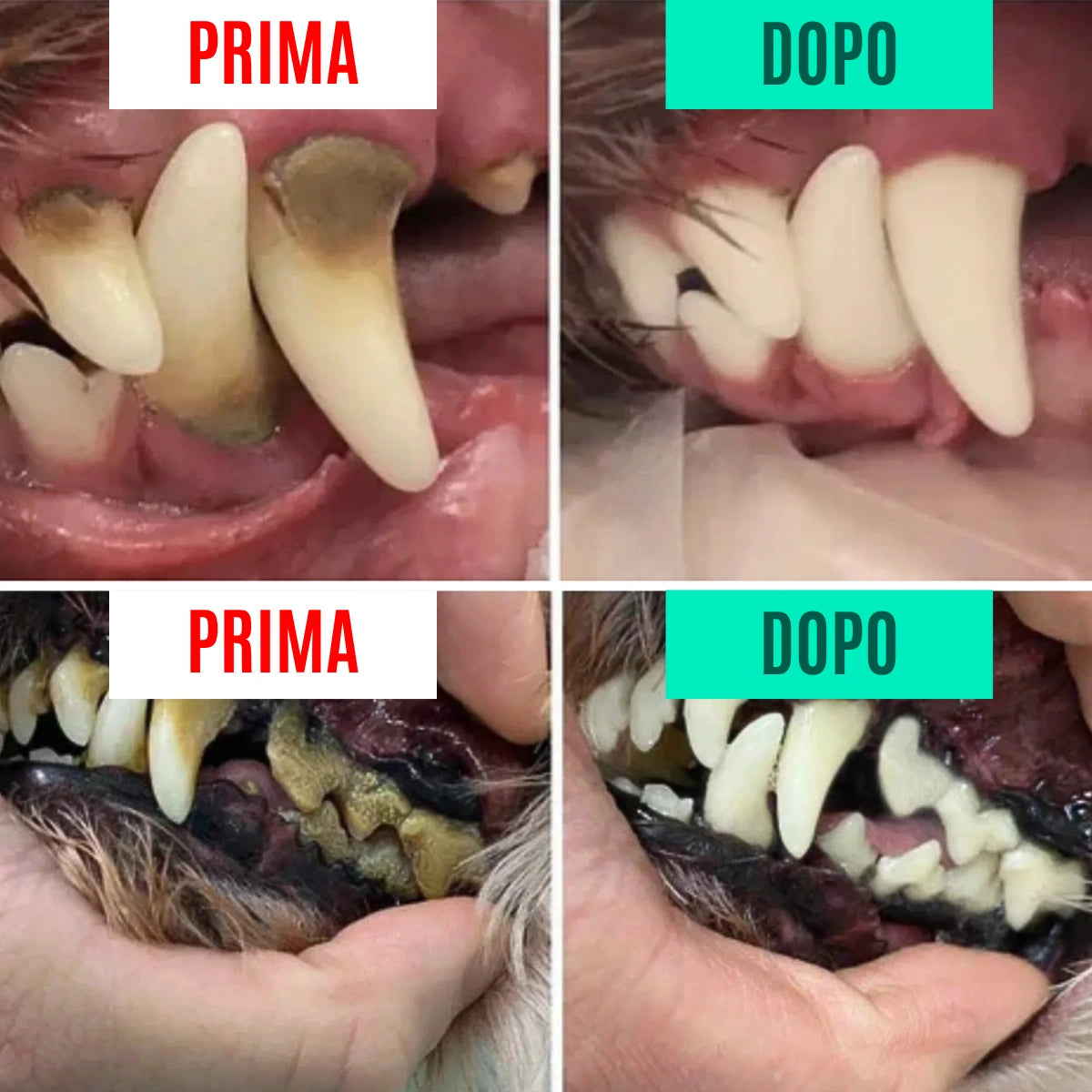 Spray Orale Bellatii™